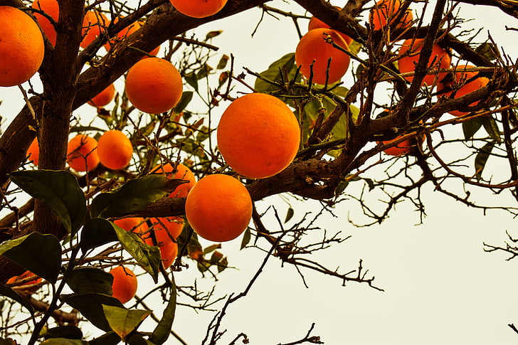 pé de laranja lima, laranja, frutas, natureza, filial, jardim, Chipre