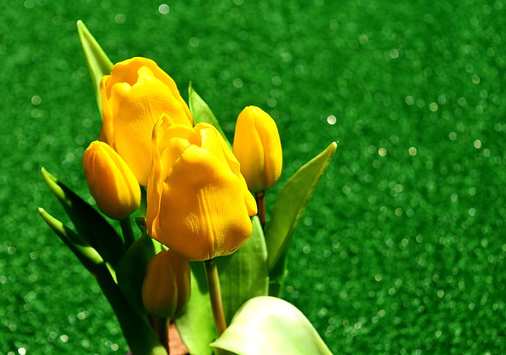 Tulipaner, gul, blomster, forårsblomst, forår, afskårne blomster, gule blomster