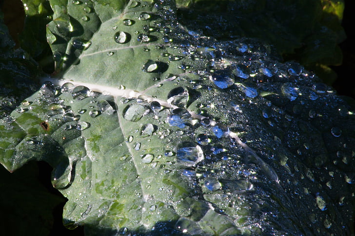 Leaf, sockerbetor blad, dagg, droppe vatten, morgon, Anläggningen, naturen