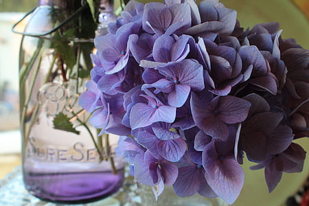 canning jar, hydrangea, flower, purple, flora, colorful, nature