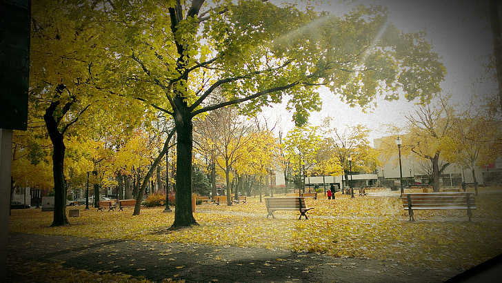 ljus, Park, solen, naturliga, hösten, faller, träd