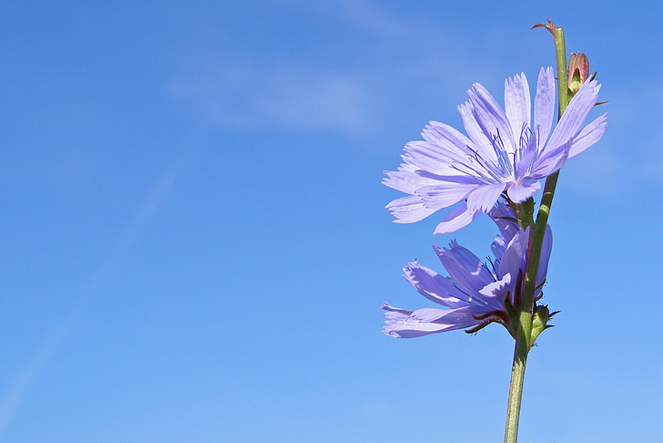 chicory, flower, blue, cichorium intybus, summer, flower field, wild