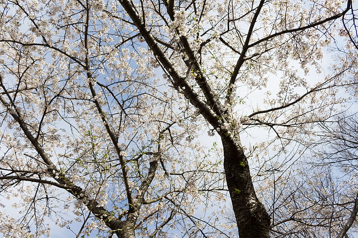 bunga, Cherry, Jepang, musim semi, kayu, rumput, Sakura