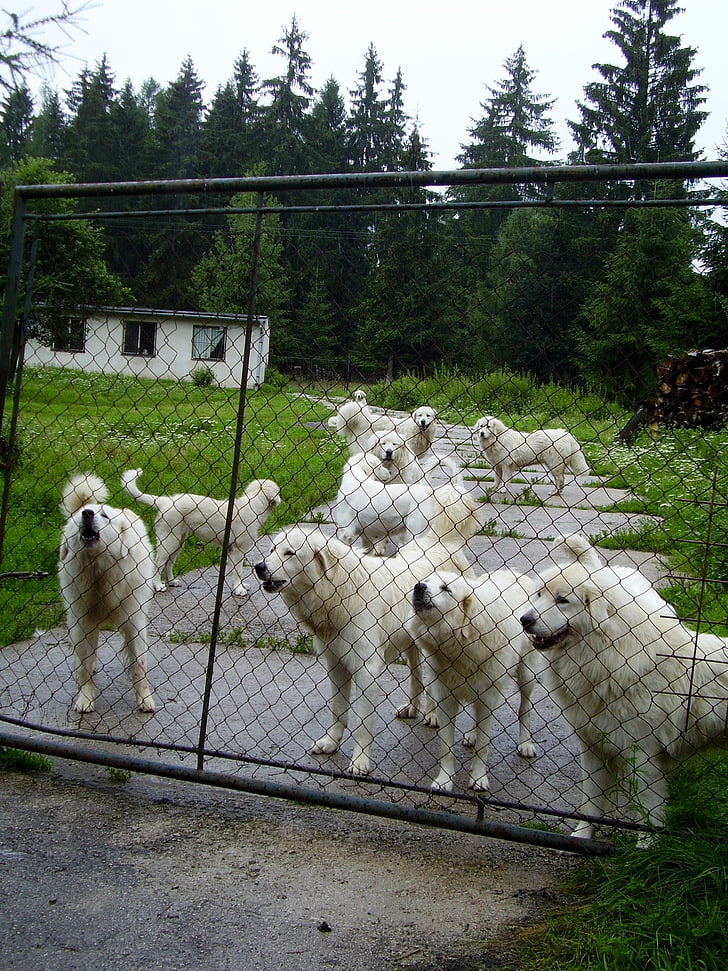 gos, gossos, tanca, cria, gos blanc, vigilant, més enllà de la porta