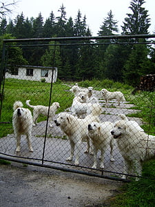 hund, hundar, staket, avel, vit hund, nattvakt, utanför grinden
