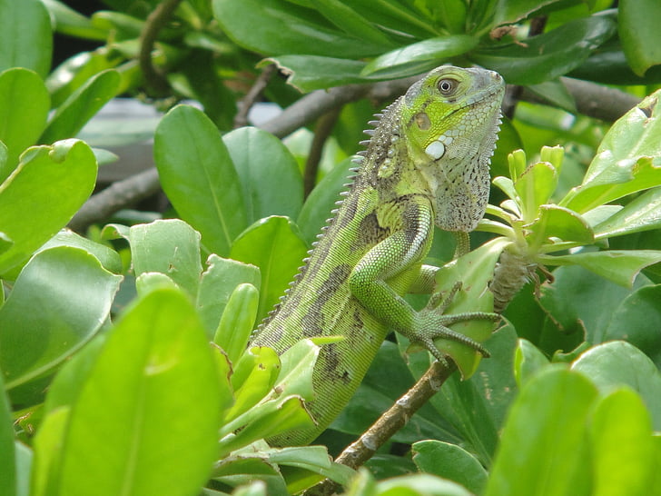 Iguana verda, rèptil, Bonaire, natura, bèstia, Antilles Holandeses, verd