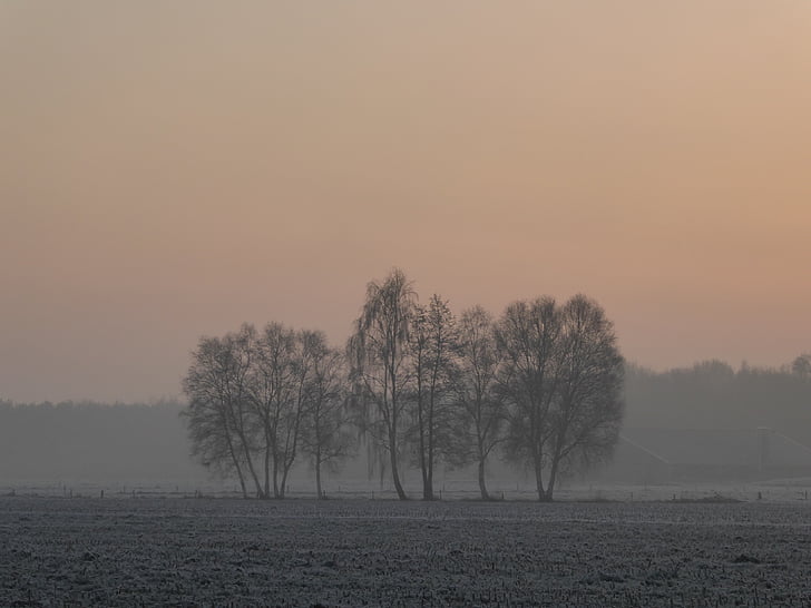 arbres, paysage, hiver, brouillard, froide, lever du soleil, matin rouge
