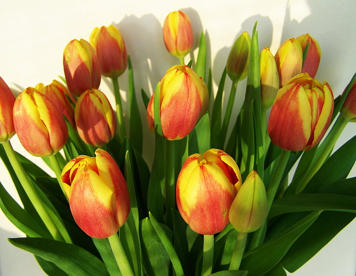 tulpių puokštė, skintų gėlių, Pavasario gėlė