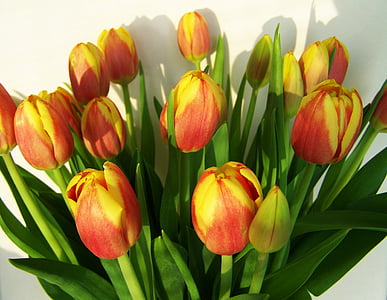 Букет тюльпанов, срезанный цветок, цветок весны.
