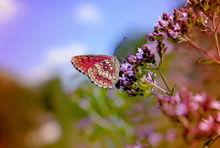 flowers, butterfly, color, nature, summer, macro, colorful