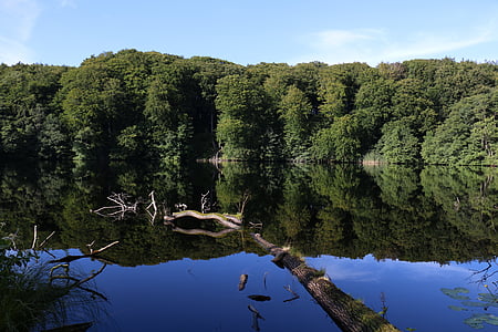 Lake, rừng, nước, đăng nhập, Thiên nhiên, cảnh quan, cây