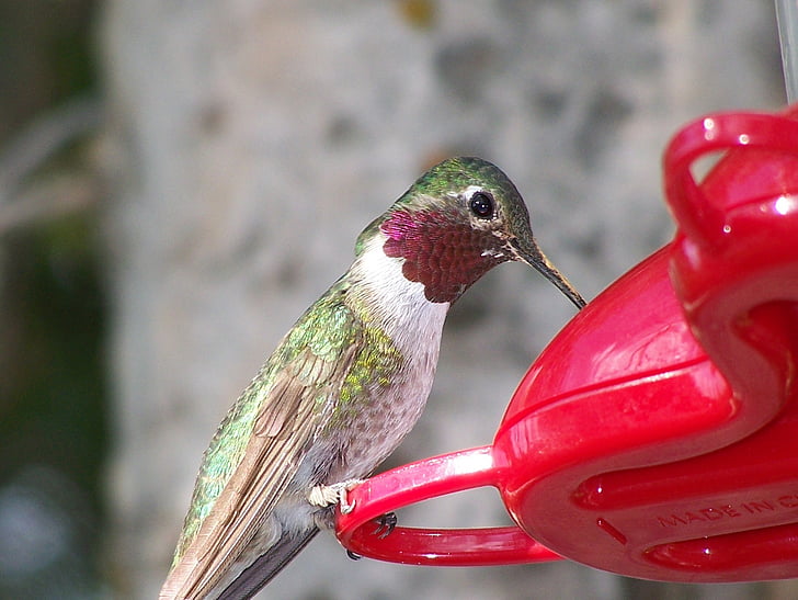 Hummingbird, utfodring, näbb, fågel, vilda djur, naturen, tittar just nu