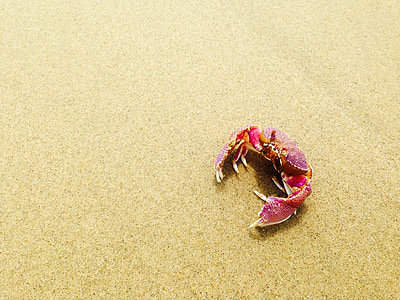 nature, animal, crabe, sable, plage, faune, crustacé
