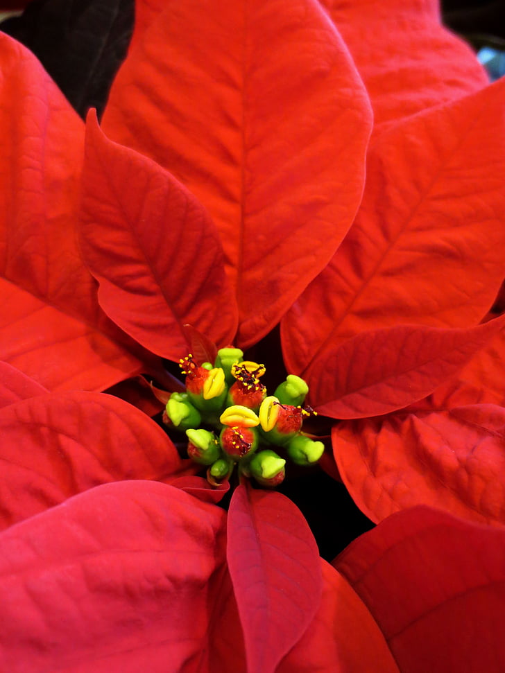 poinsettia, flower, christmas, red, holiday, decoration, plant