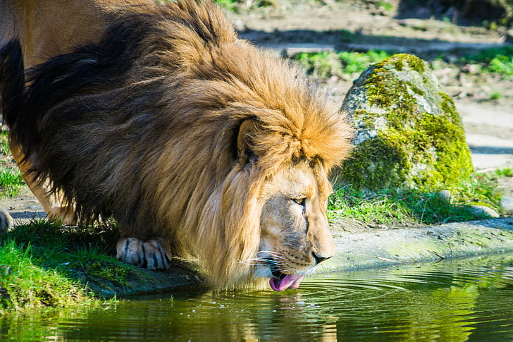 lion, cat, zoo, male, big cat, africa, drink