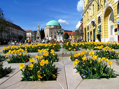 yellow tulip bed, pecs, széchenyi square