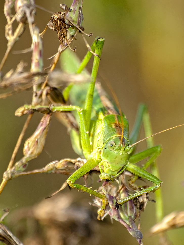grasshopper, insect, nature, animal