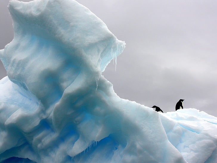 пингвини, айсберг, полярна, природата, лед, студено, Арктика