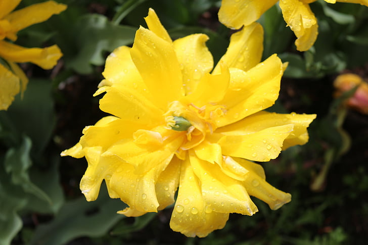yellow flower, flower, garden, close
