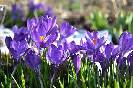 crocus, flower, spring, garden, purple, meadow, nature