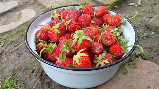 jordgubbe, Berry, sommar, våren, kan, skörd, trädgård