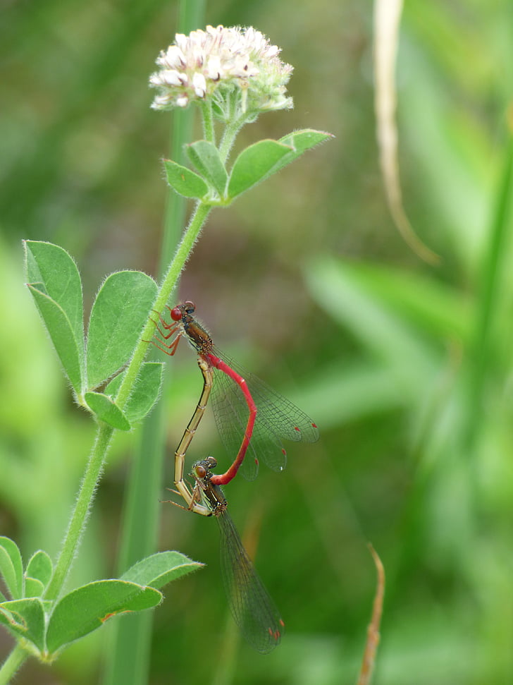 Dragonfly, Vannymfer, ceriagrion tenellum, par, insekter apareandose, copulation, reproduksjon