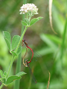 Dragonfly, damselfly, ceriagrion tenellum, paar, putukad apareandose, kopulatsioon, paljundamine