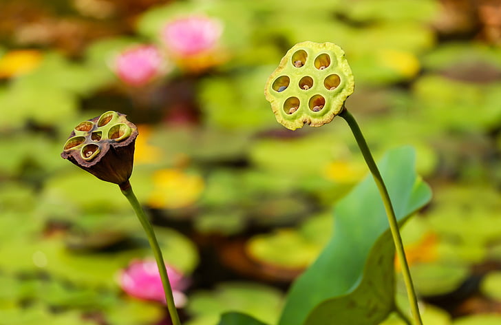 lótuszvirág, Lotus, Blossom, Bloom, elhalványult, vízi növény, tó