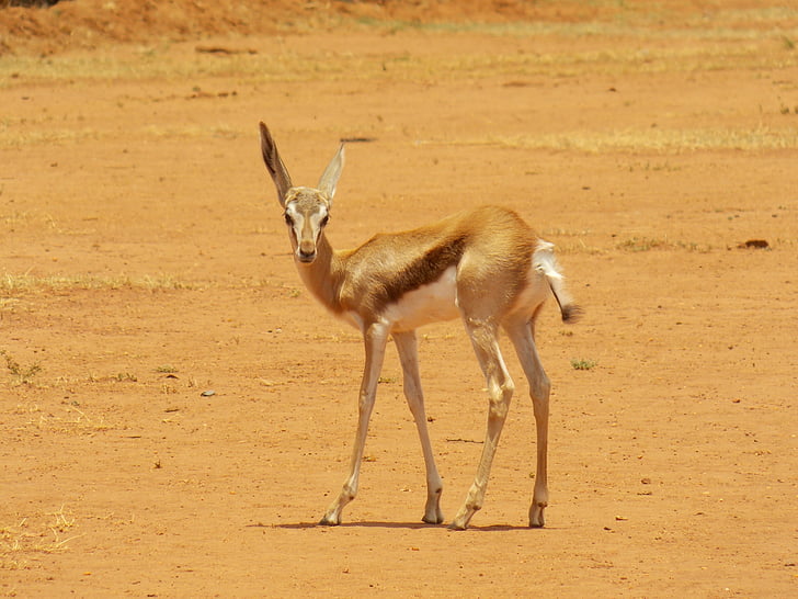 springbok, gazelle, african, wildlife, animal, mammal, antelope