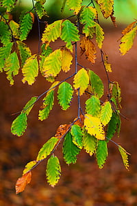 autumn, beech, leaves, branch, brown, color, colorful