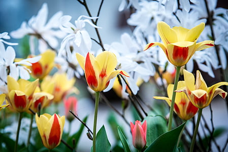 spring, tulips, young drove, bloom, nature, flowers, yellow