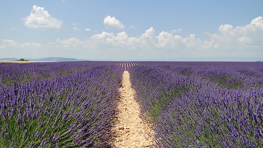 lavende, Цветы, Лаванда, Валансоль, фиолетовый, поле, Природа