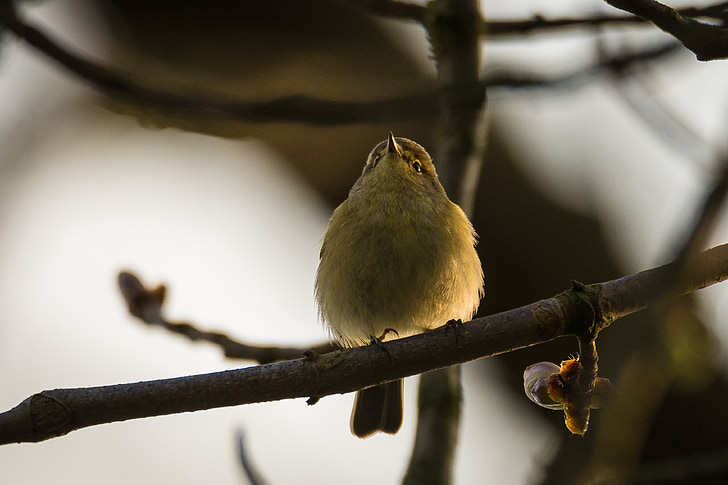 Willow warbler, burung, Songbird, phylloscopus trochilus, musim semi, penyanyi, burung
