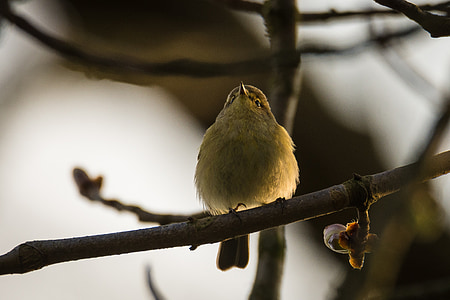 Salu-lehelind, lind, Songbird, phylloscopus trochilus, kevadel, laululindu, linnud