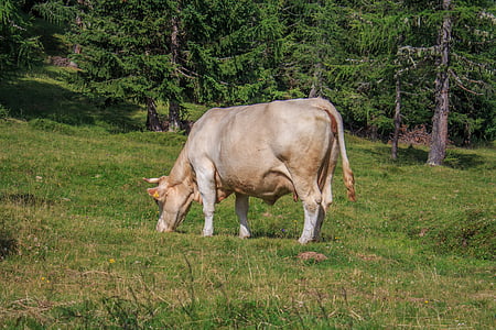 govs, liellopu gaļa, dzīvnieku, govis, ganības, govs piens, lauksaimniecība