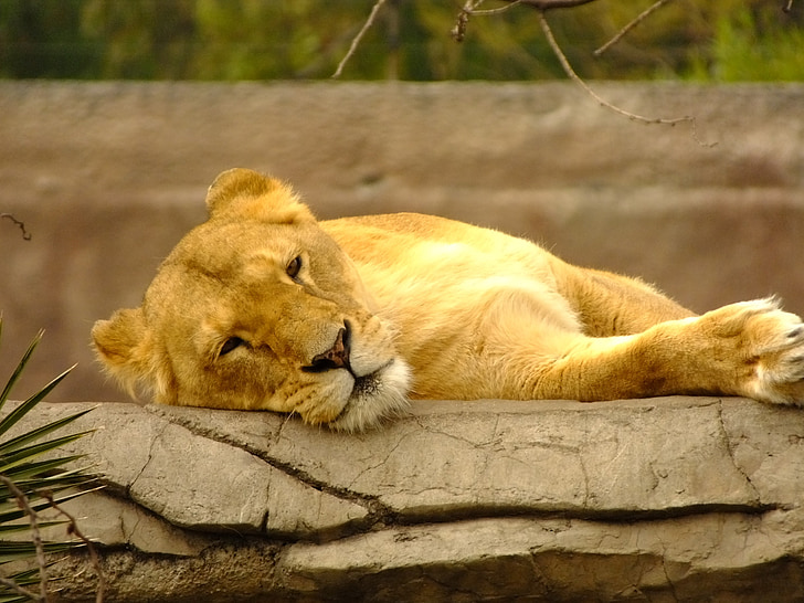 leon, zoo, nature, lions, rock, animal, yellow