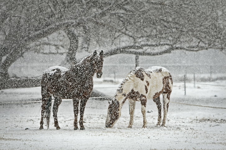 2 つ, 茶色, ホワイト, 馬, 動物, 自然, 雪