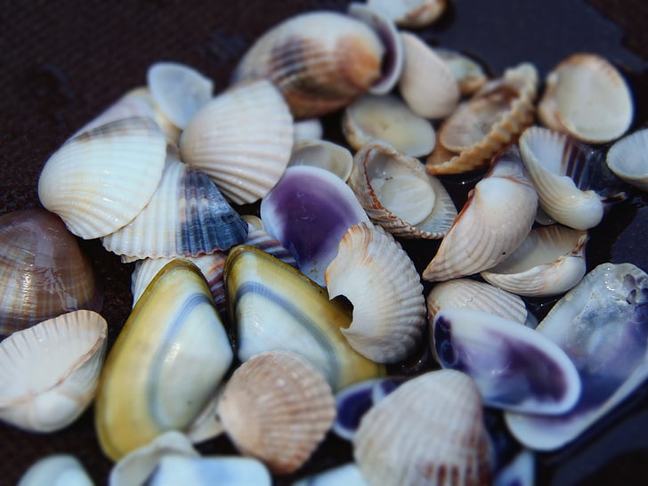 海の貝殻, 色, ビーチ