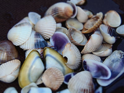 海贝壳, 颜色, 海滩
