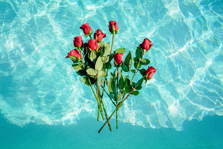 nature, water, flowers, roses, red, teal, summer