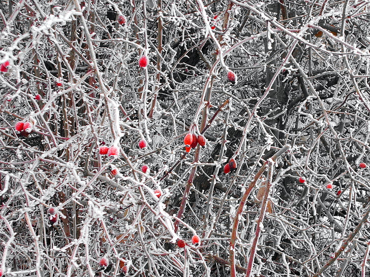 rose hip, wild rose, hedge, frost, thorn hedge, winter