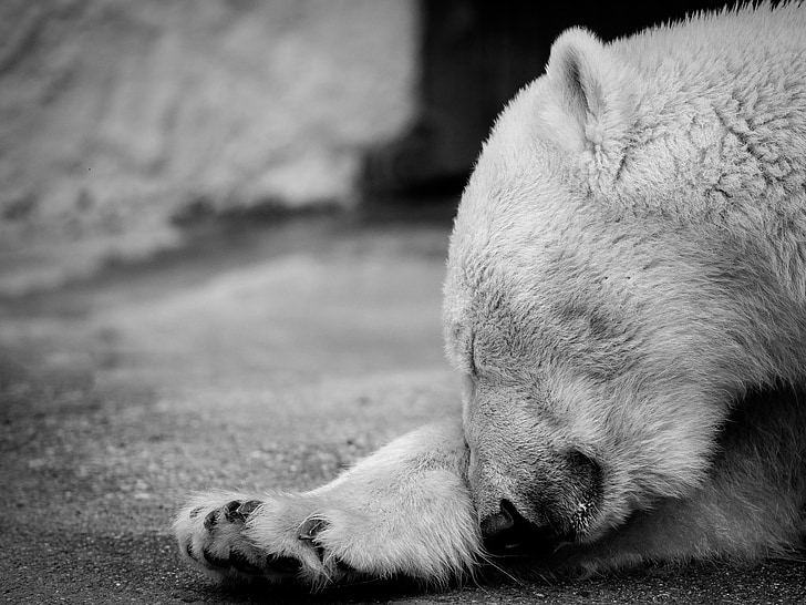 หมีขั้วโลก, นอนหลับ, ขนสัตว์, สวนสัตว์, หมี, สัตว์, สีขาว