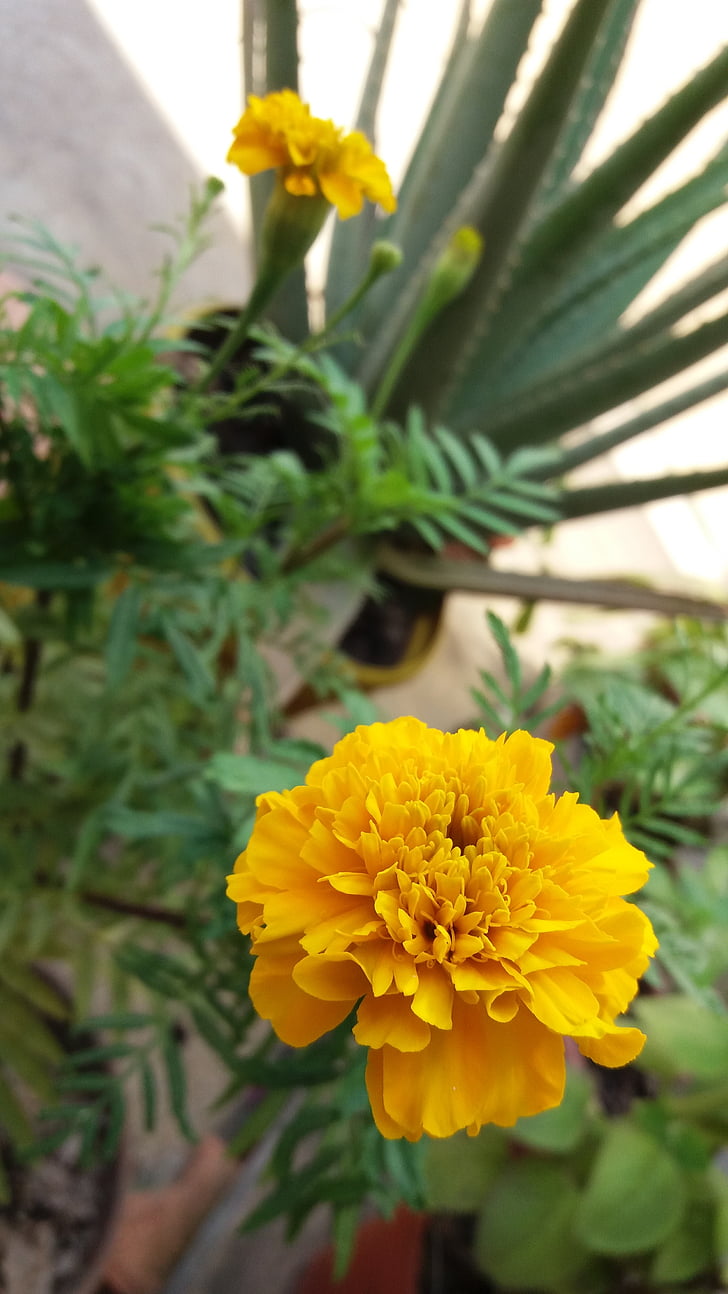 piante, giallo, natura, petali di, fiore giallo, primavera