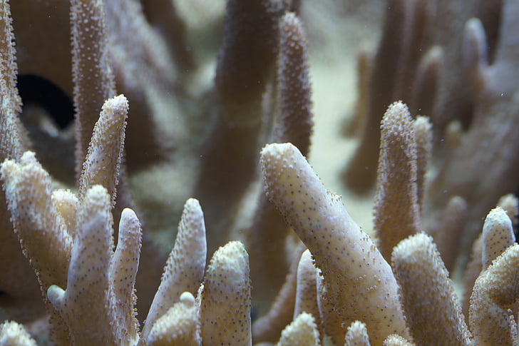 coral, reef, close, underwater, coral reef, structure, texture