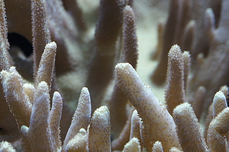 Coral, arrecife, cerrar, bajo el agua, arrecife de coral, estructura, textura