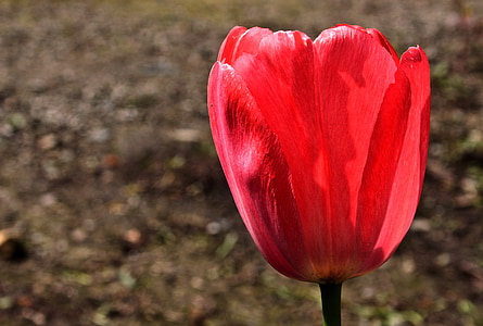 Tulip, blomst, natur, forår, flora, haven, rød