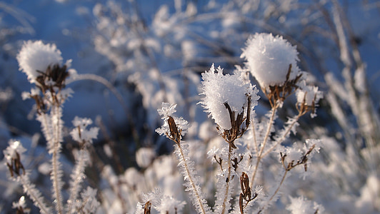 nieve, planta, el corazón de, sucursales, Zing, paisaje, Blanco