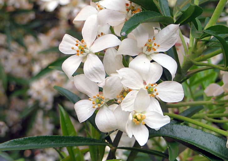 choisya ternata, Turuncu Meksika, beyaz çiçekler, koku, bitki, Botanik