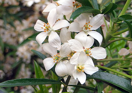 choisya 繁殖様式, オレンジ色のメキシコ, 白い花, におい, 工場, 植物学
