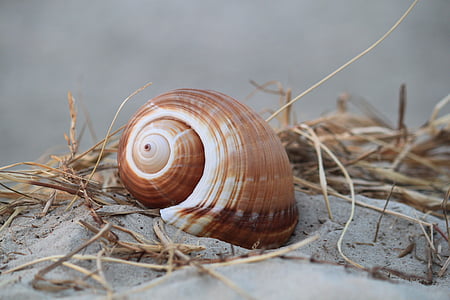 shell, snail shell, snail, close, nature, animals, animal